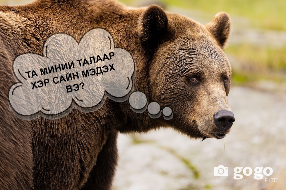 СОНЖОО: Та хүрэн баавгайн талаар хэр сайн мэдэх вэ?
